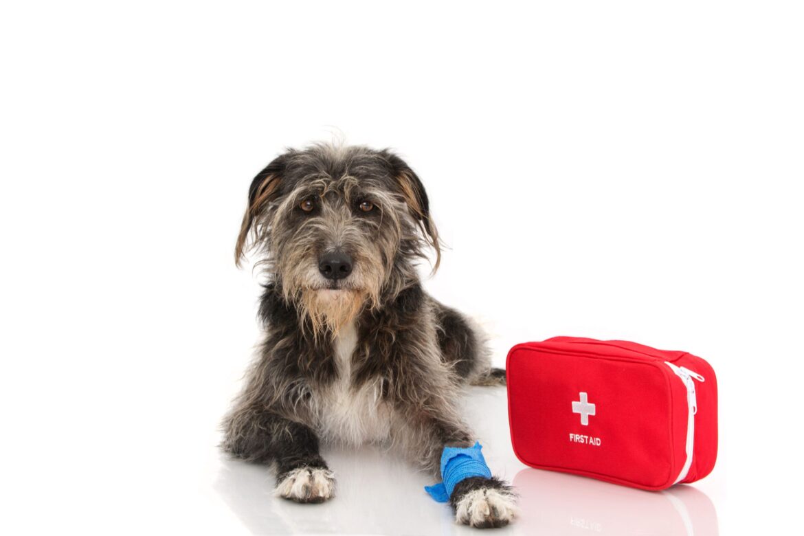 What’s in a Dog First-Aid Kit?