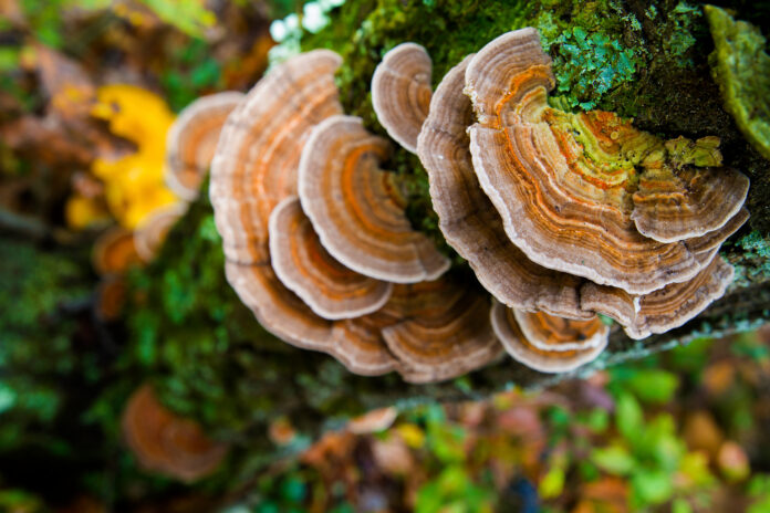 What’s so Special About Turkey Tail Mushrooms for Dogs?