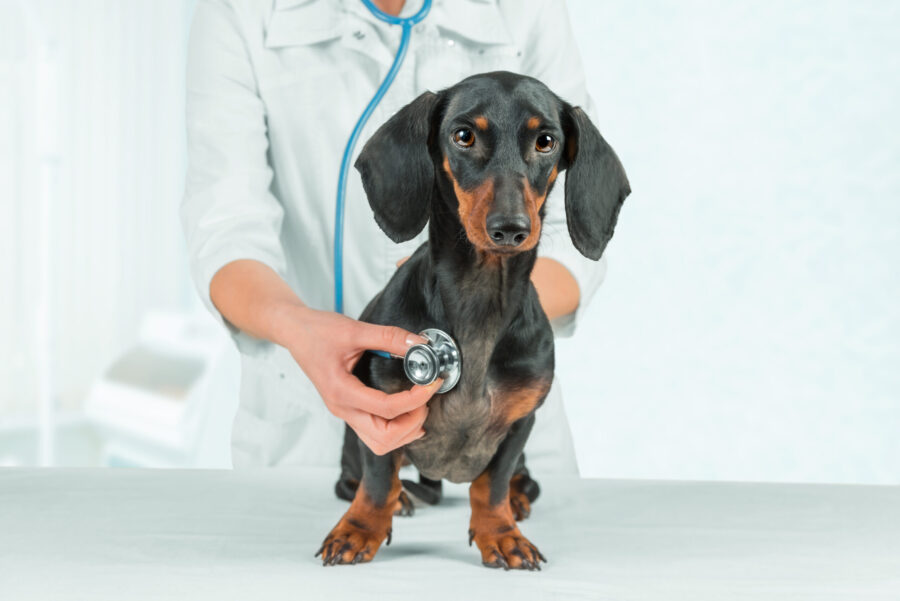 What’s the Best Cancer Treatment Plan for Your Dog?