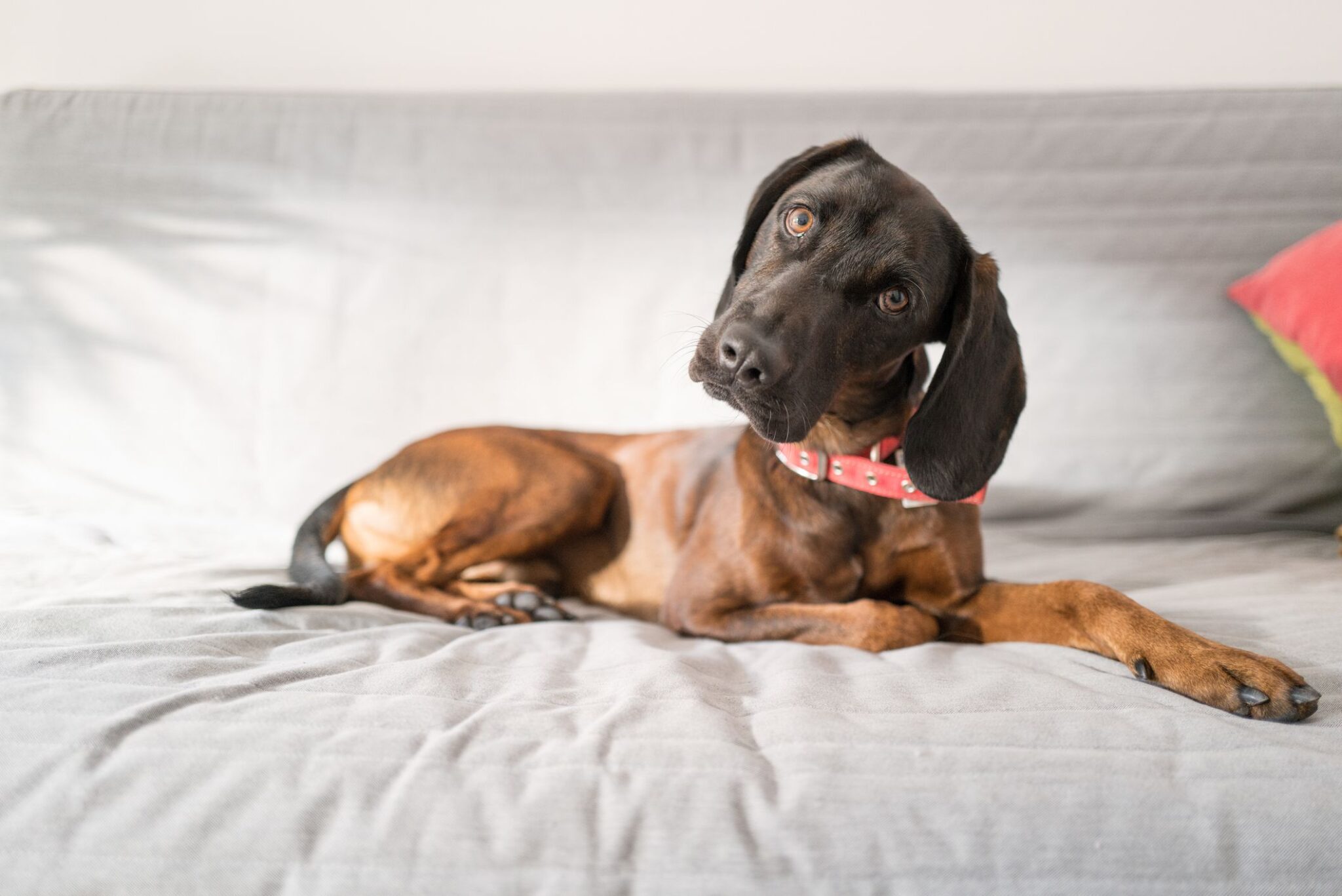 why-do-dogs-hide-under-the-bed-or-behind-curtains-the-factual-doggo