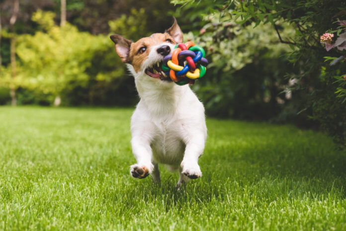 Why Play Is So Important for Dogs