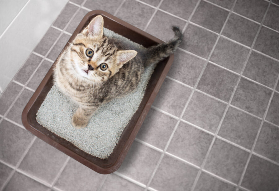 Why Your Cat Is Peeing Outside the Litterbox