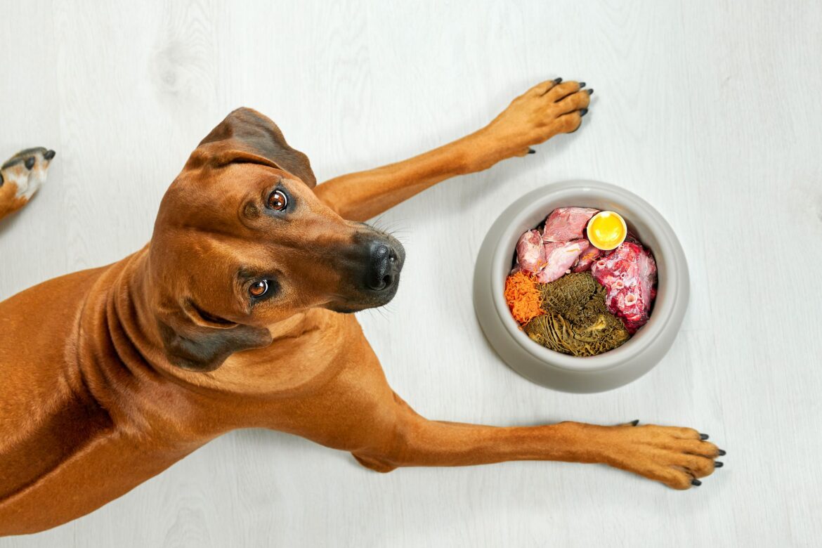 3 Raw Dog Food Diets and How to Get Started
