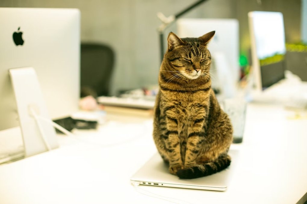 5 Benefits of Adopting An Office Cat