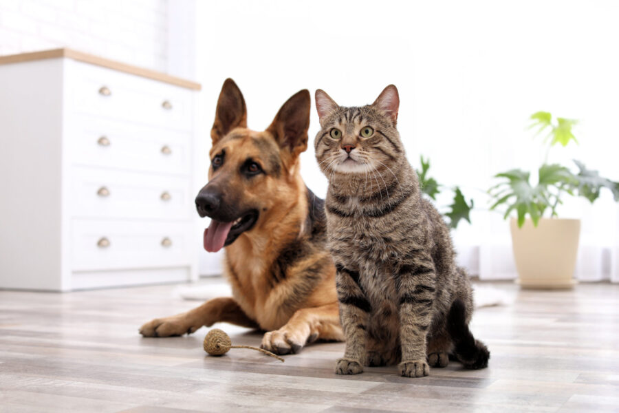 Advances in Microbiome Science Lead to High-Potency Probiotic for Dogs and Cats
