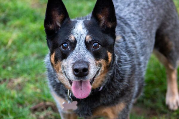 Australian Cattle Dog: Training Tips and Breed Information