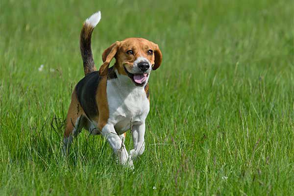 Beagle Dog Breed Information: Temperament, Training and Pictures