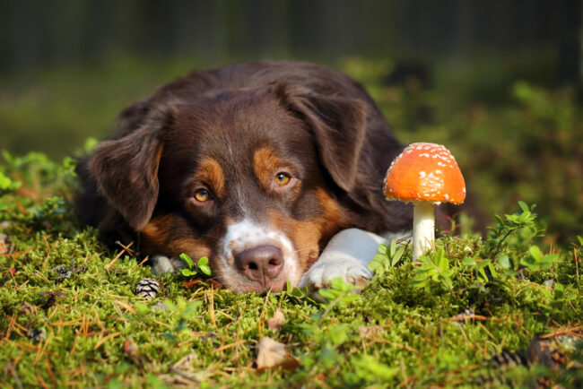 Behavioral Problems? There’s a Mushroom for That!