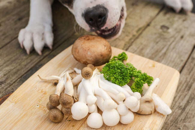 Can I Use Mushrooms for Pet Allergies?