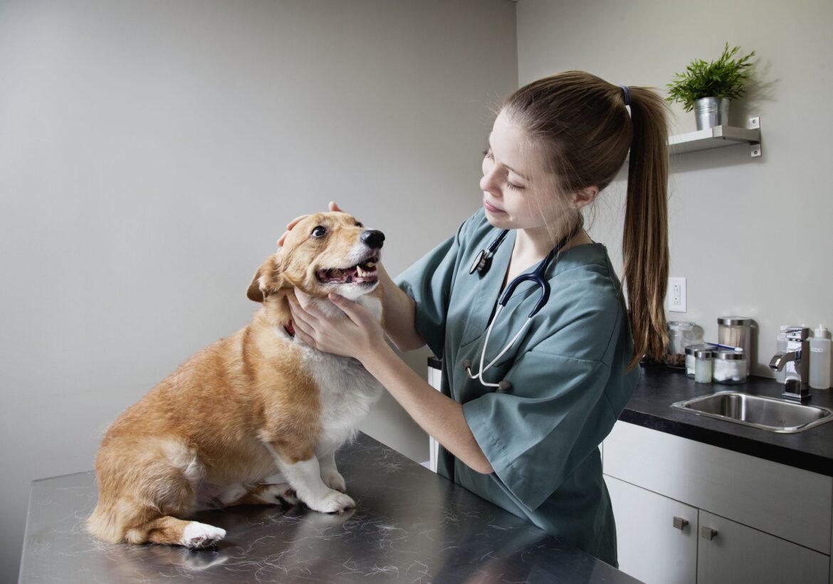 Cancer in Dogs: Signs, Symptoms and Advancement in Treatment