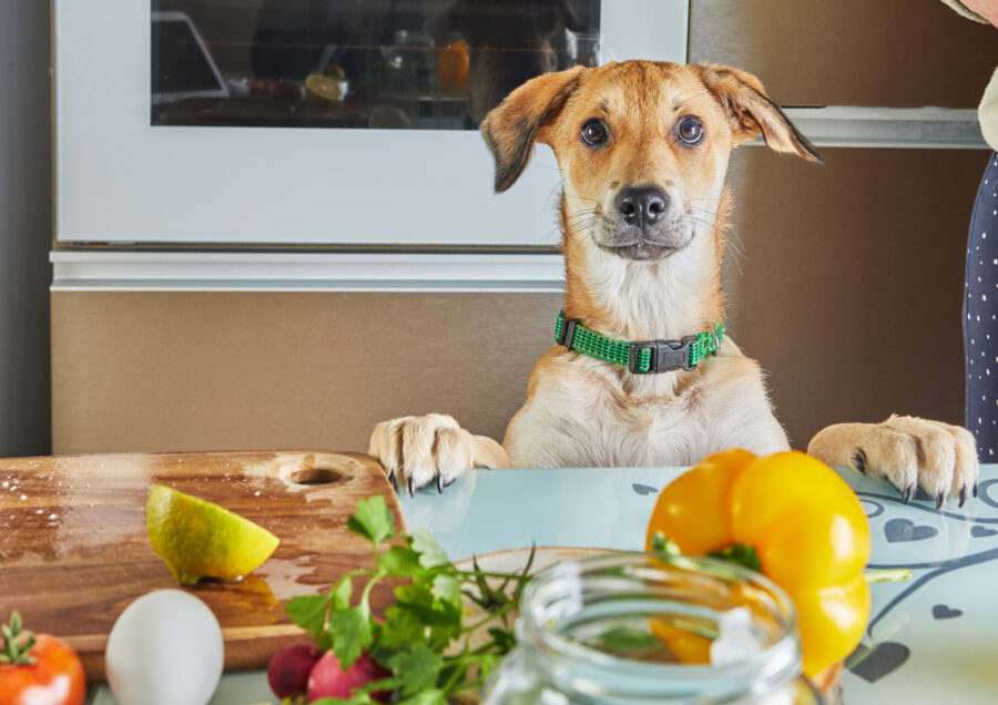 Creating Healthy Meals for Your Dog—Even if You’re Strapped for Time