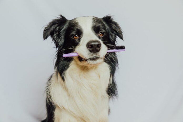 Dental Care for Every Stage of Your Dog or Cat’s Life