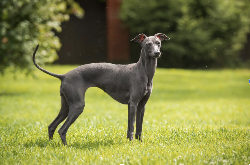 Dog Breed Profile: Health and Fitness Tips for Greyhounds