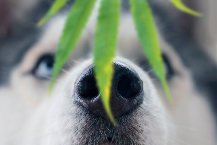 HempMy Pet: What Does “Strain Specific” Mean?
