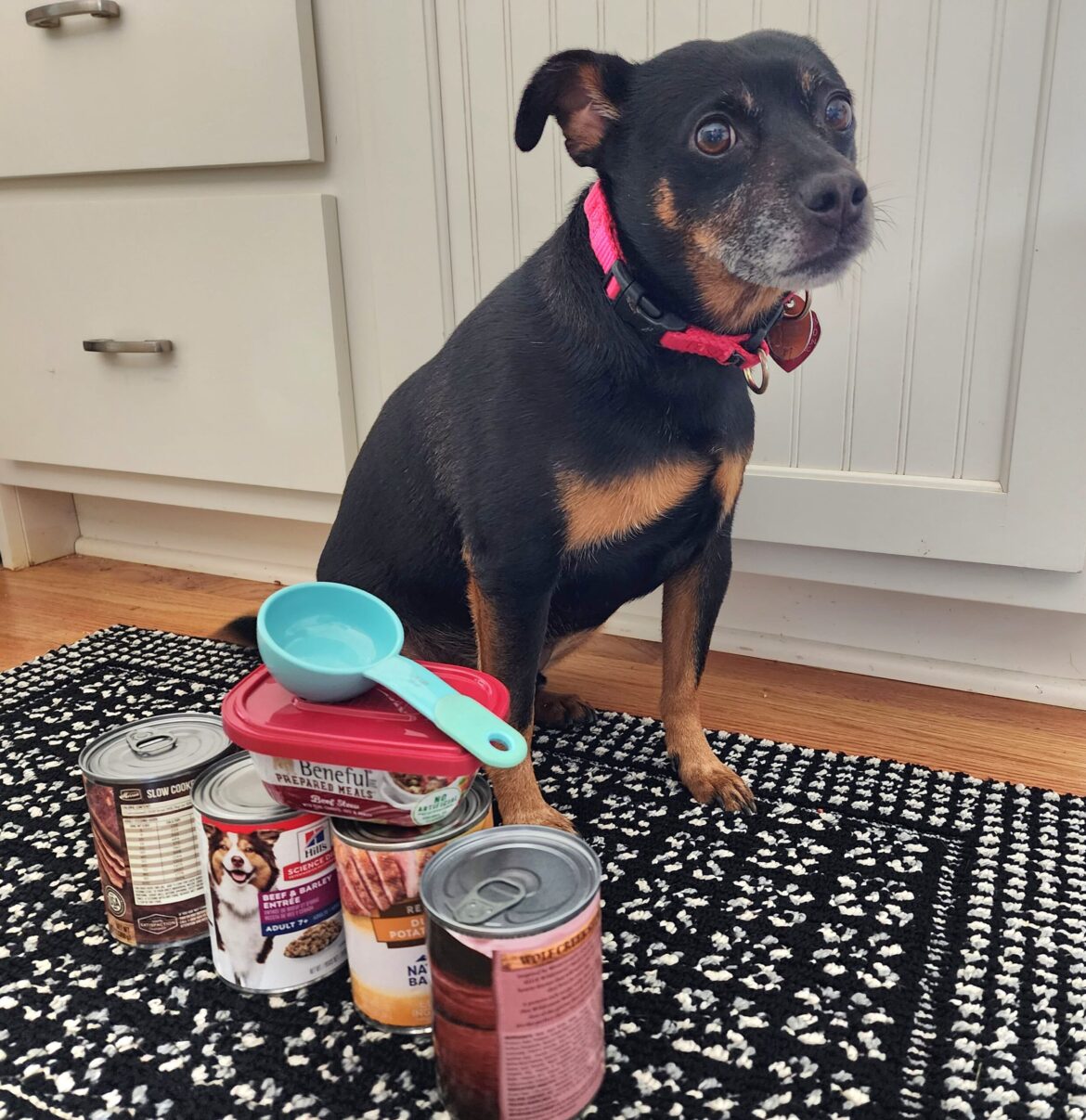 How Much Canned Food to Feed a Dog?