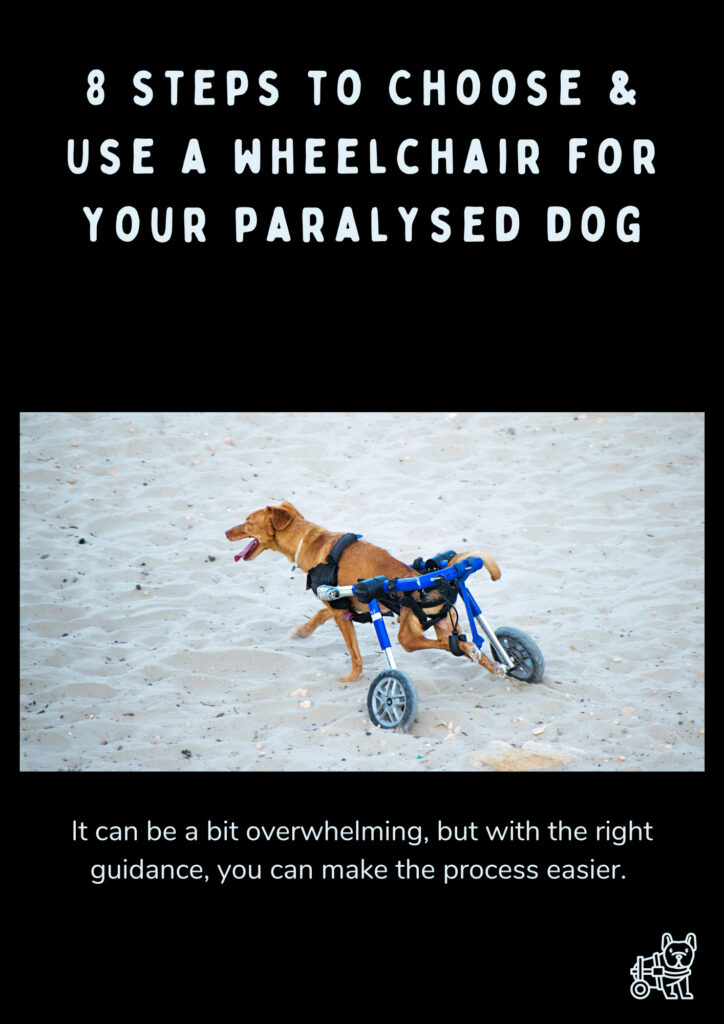 How to Choose and Use a wheelchair for my paralysed dog