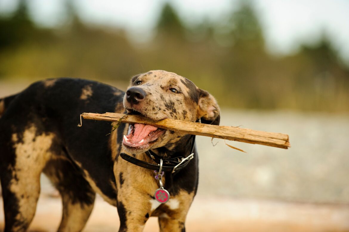 How to Train the Catahoula Leopard Dog