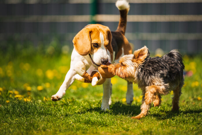 Invest in a Pet-Friendly Franchise That’s Revolutionizing Lawn Care!