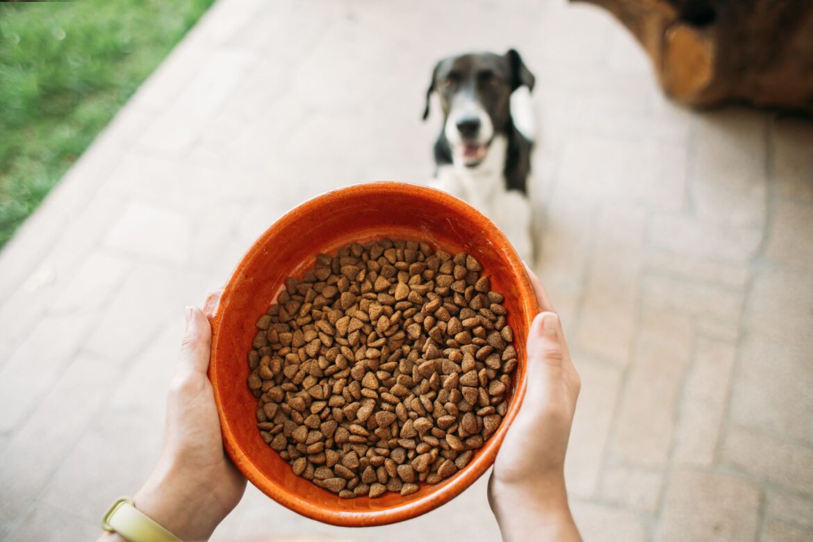Kibble Dog Food: What It Is and What’s New
