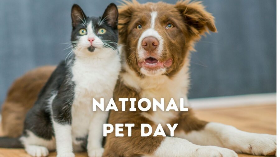 National Pet Day: Honoring Their Unconditional Love