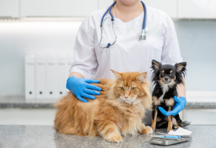 Pain-Free Diabetes Testing for Dogs and Cats