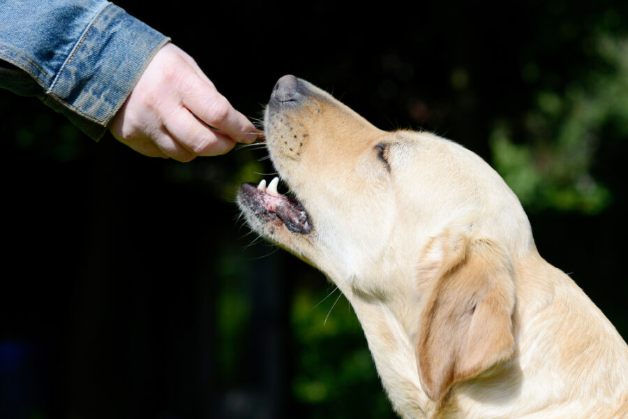 The Benefits of Healthy Training Treats for Dogs