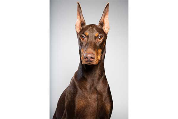 The Daring and Devoted Doberman Pinscher: Breed information, history and fun facts
