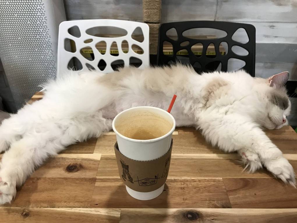 The Five Best Cat Cafes in Seoul, South Korea