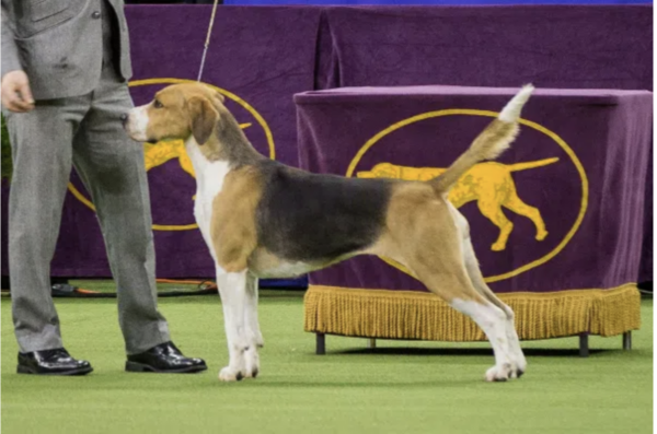 Top 10 Rare Dog Breeds in the U.S. for 2022