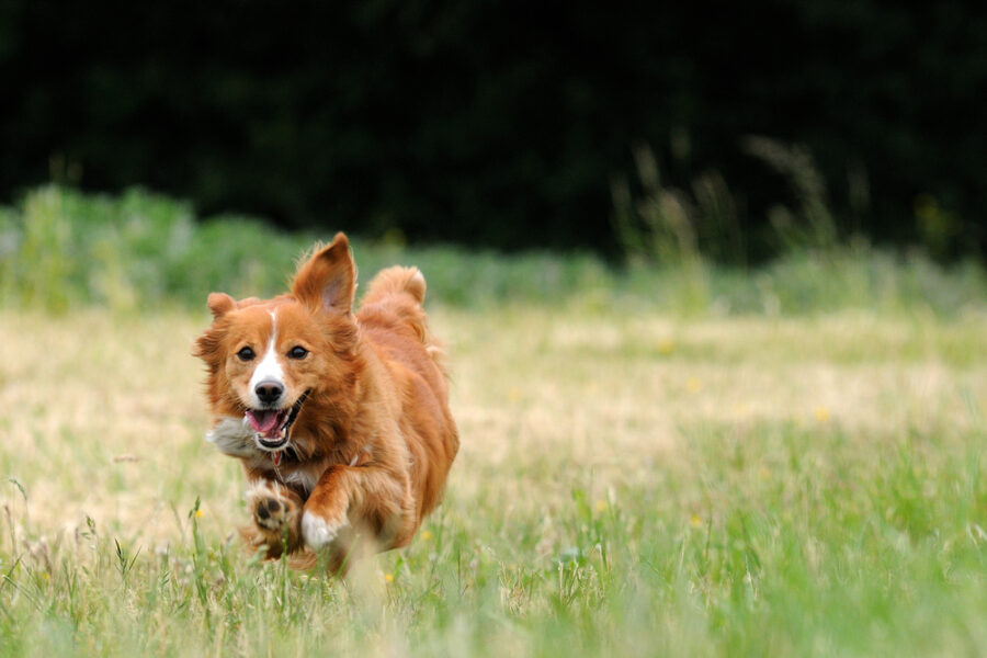 Top 3 Things to Know About Hip and Joint Supplements for Dogs