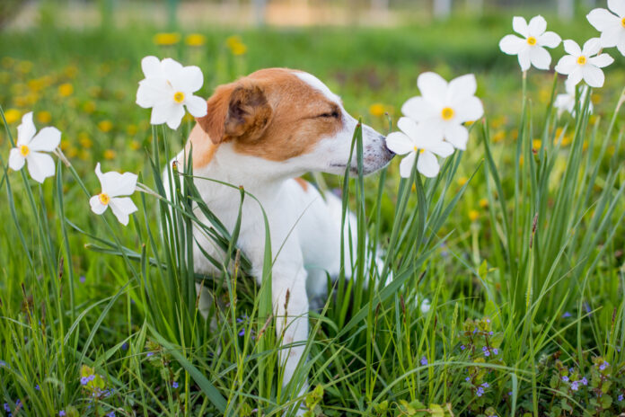 Treating Seasonal Dog Allergies the Easy Way