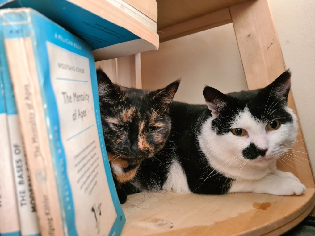 Two-Year Rehabilitation Journey for Nervous Cats Discovered Living Under Floorboards