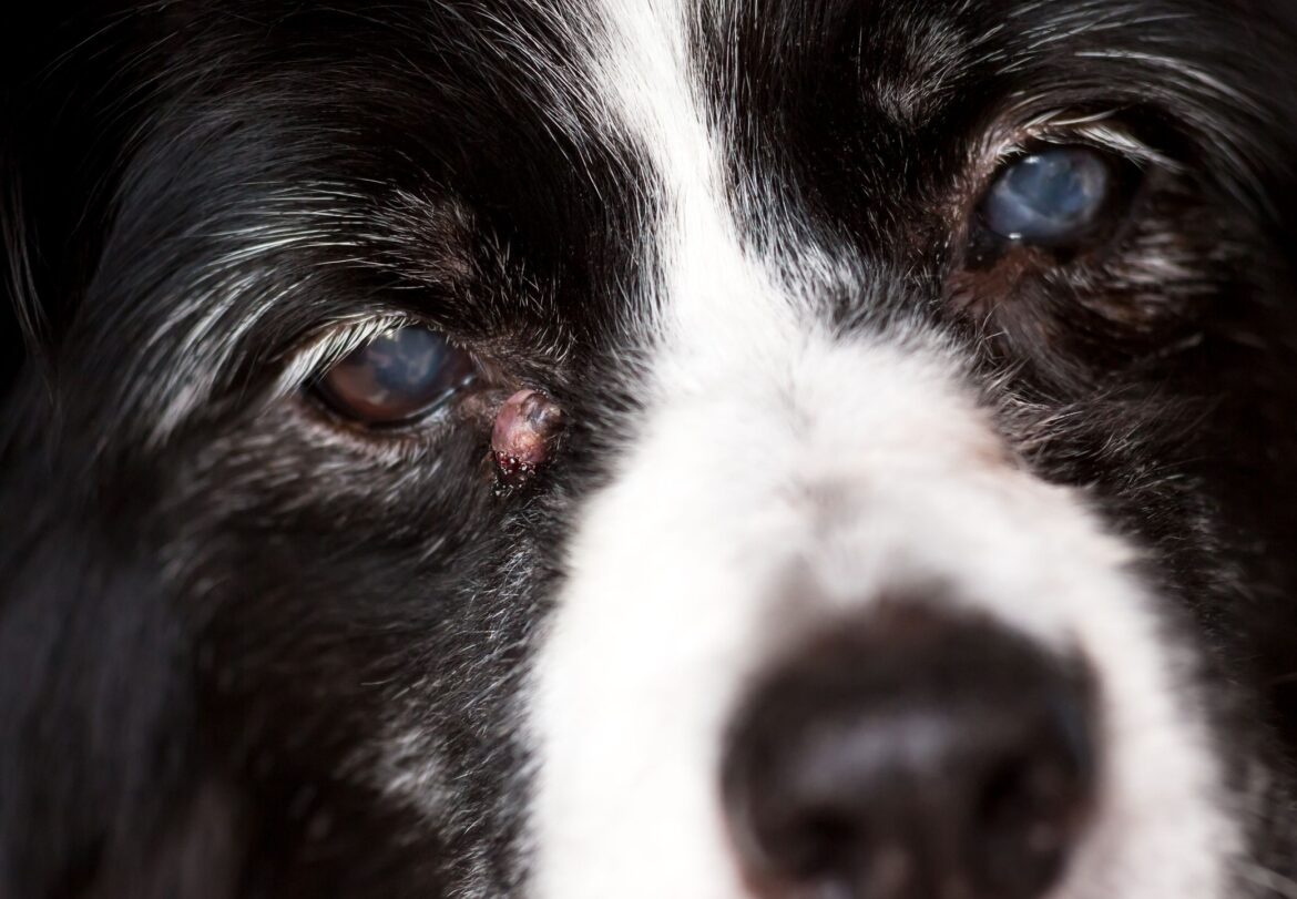 Types of Cysts on Dogs and How to Treat Them