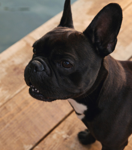 Why do French Bull Dogs… breathe loudly?