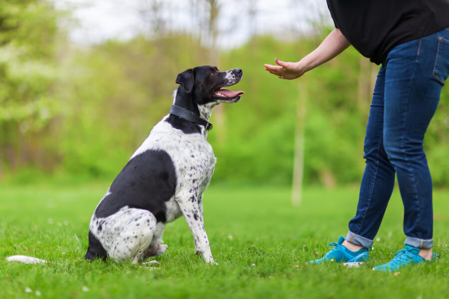 Why Structure Is Important When Training Your Dog