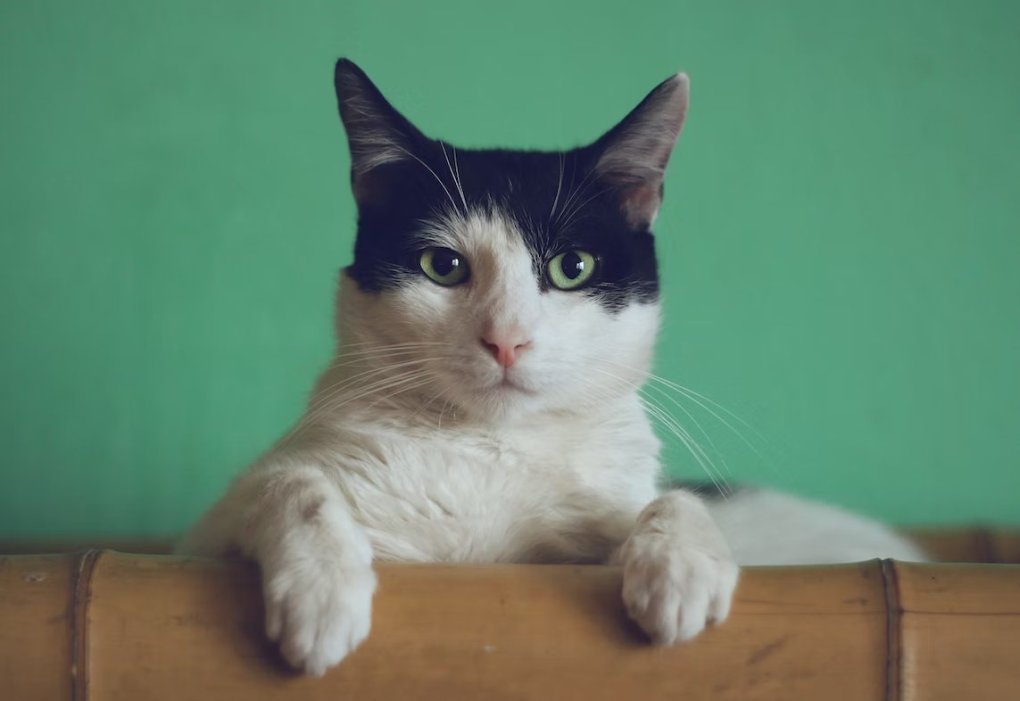 4 Considerations Before Making Your Cat An Instagram Influencer