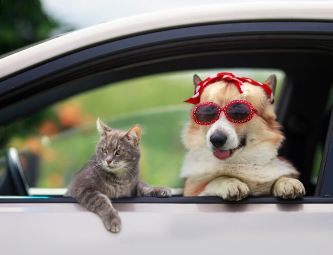 4 Summer Pet Safety Tips for Dog and Cat Parents