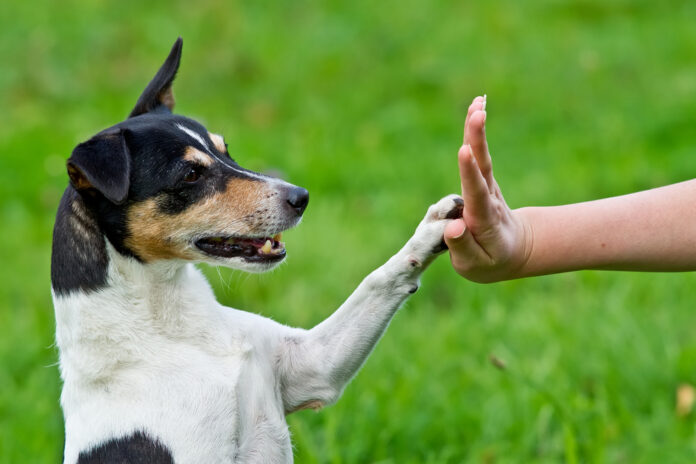 5 Foundations for Successful Dog Training