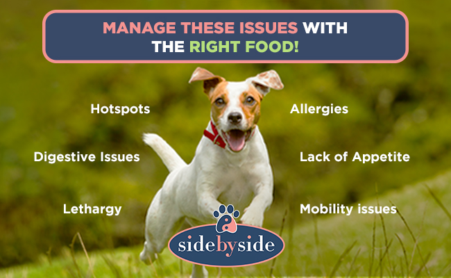 7 Canine Conditions You Can Address with a Balancing Diet