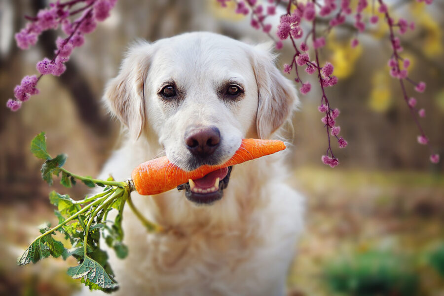 Could a Gluten-Free Diet Improve Your Pup’s Digestive Health?