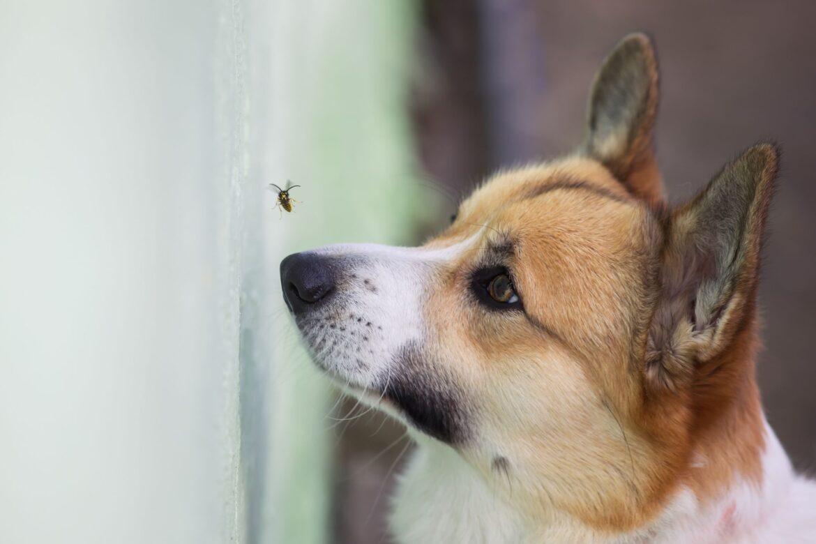 Dog Ate a Bee (and Stung!): What to Do
