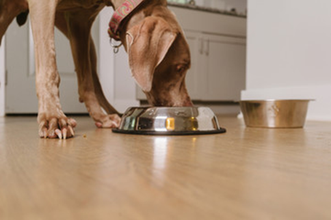 Exploring a Plant Based Diet for Dogs