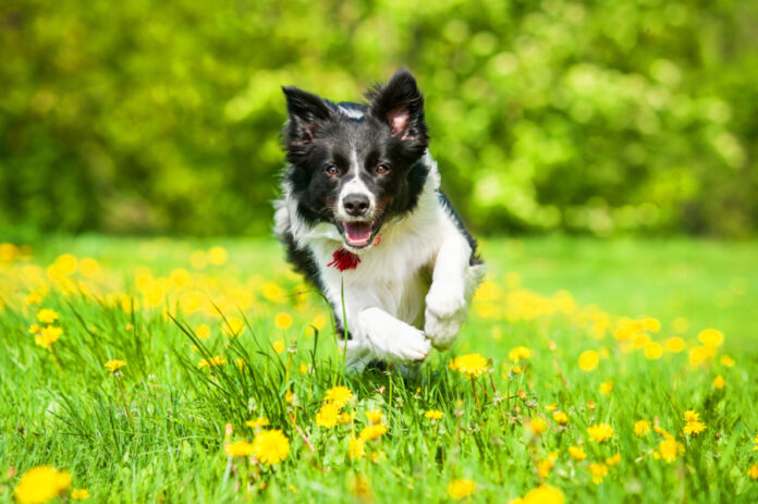Fuel Your Dog’s Energy and Activity with Cordyceps!