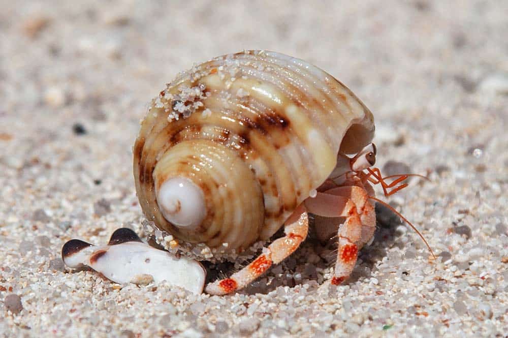 Hermit Crab Diet: What to feed a hermit crab?