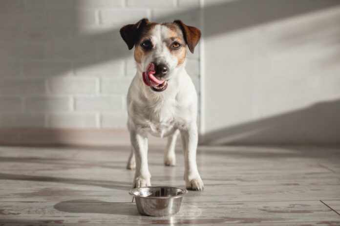 How Eastern Food Therapy Can Improve Your Dog’s Life