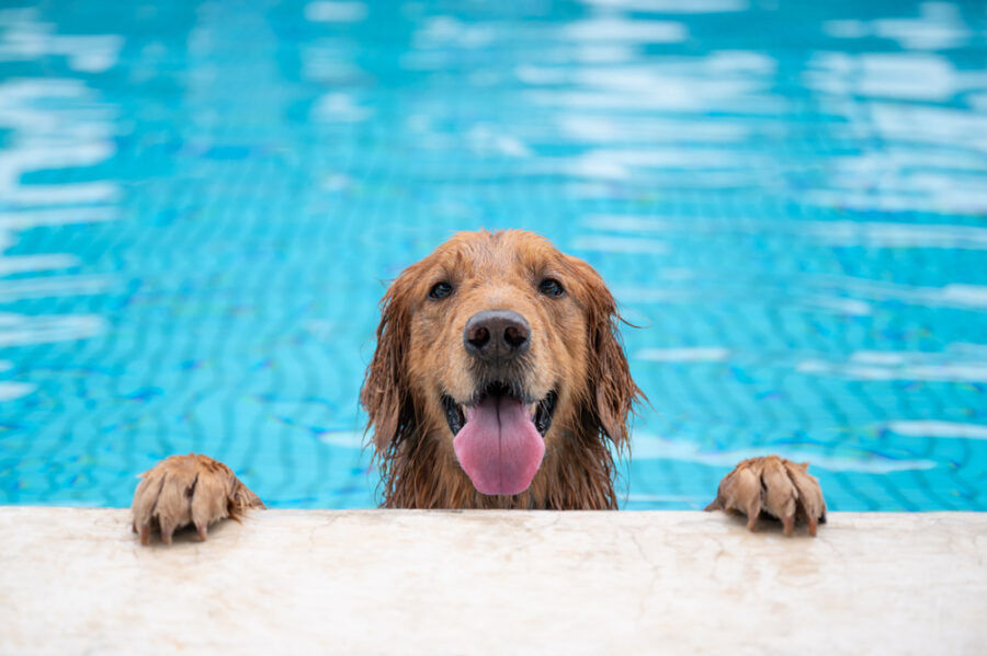 Keep Fido Moving and Playing with Swim Therapy!