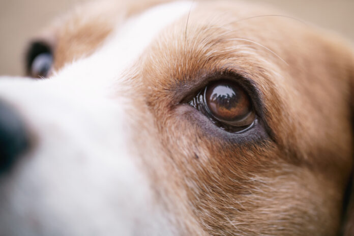 Keeping Your Dog’s or Cat’s Eyes Healthy and Safe