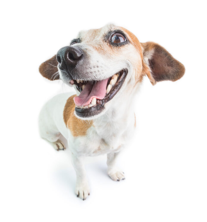 Natural Enzymes: A Revolution in Dog Dental Care!