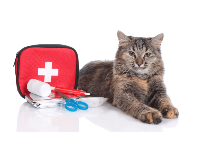Pet First Aid – Performing CPR on your Pet