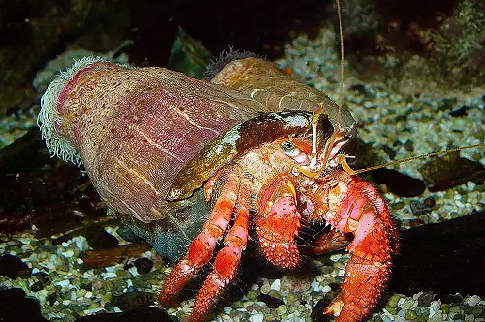 Shell-less Wonders: The Fascinating World of Hermit Crabs Without Shells